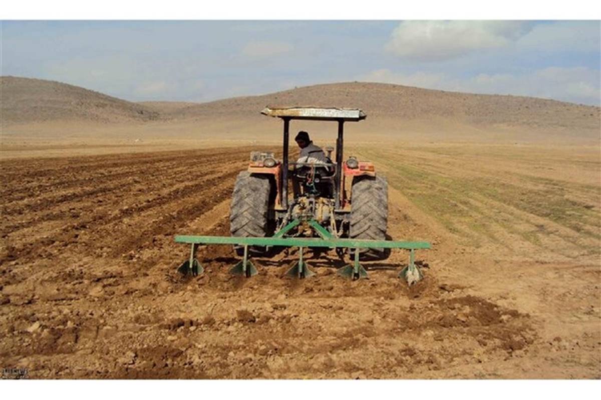 کاشت ۴۰۷ هزار هکتار گندم و جو در استان اردبیل