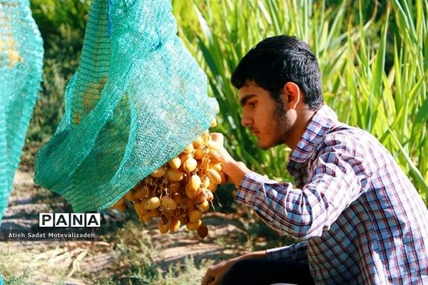 بافق، معدن خرمای استان یزد