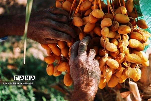 بافق، معدن خرمای استان یزد