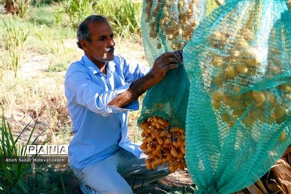 بافق، معدن خرمای استان یزد