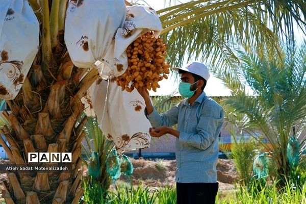 بافق، معدن خرمای استان یزد