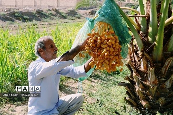 بافق، معدن خرمای استان یزد