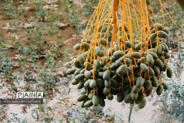 بافق، معدن خرمای استان یزد