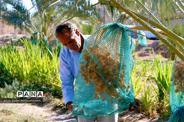 بافق، معدن خرمای استان یزد