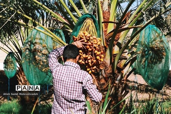 بافق، معدن خرمای استان یزد