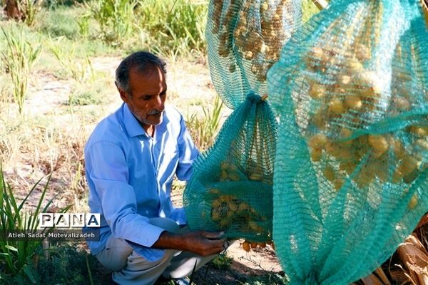 بافق، معدن خرمای استان یزد