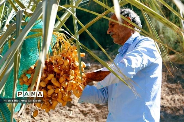 بافق، معدن خرمای استان یزد