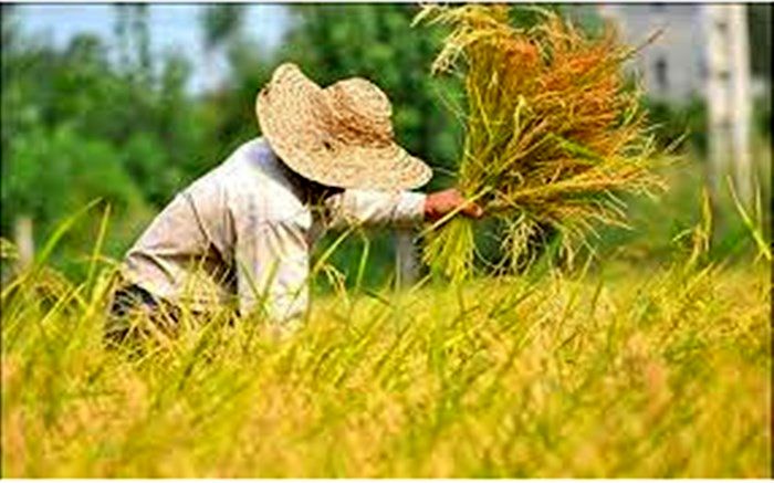 موفقیت شالیکار گلوگاهی برای کاشت رقم جدیدی از برنج /فیلم