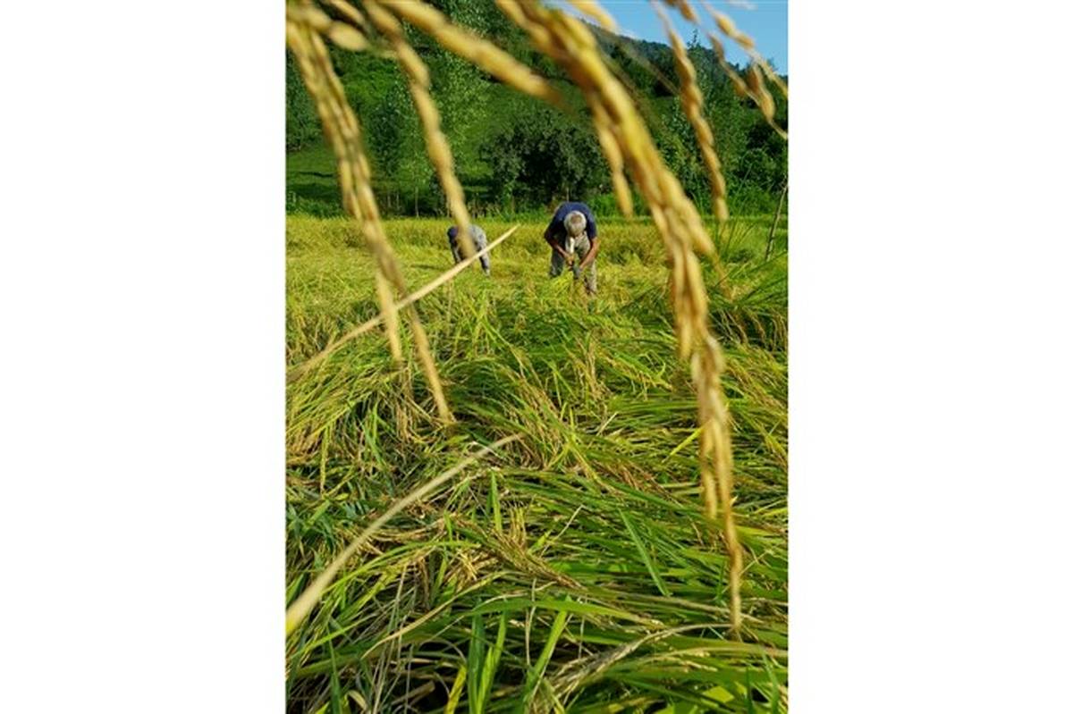 پایان برداشت خوشه‌های طلایی برنج در گیلان