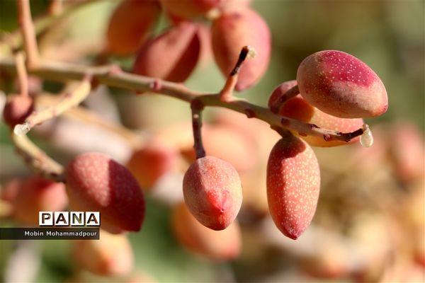برداشت پسته از باغات ایلخچی