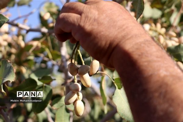 برداشت پسته از باغات ایلخچی