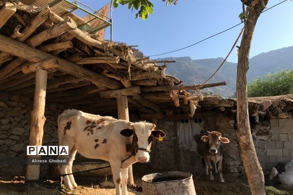 طبیعت زیبای نورآباد ممسنی استان فارس