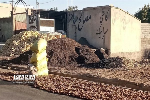 برداشت گردو در باغ‌های تویسرکان