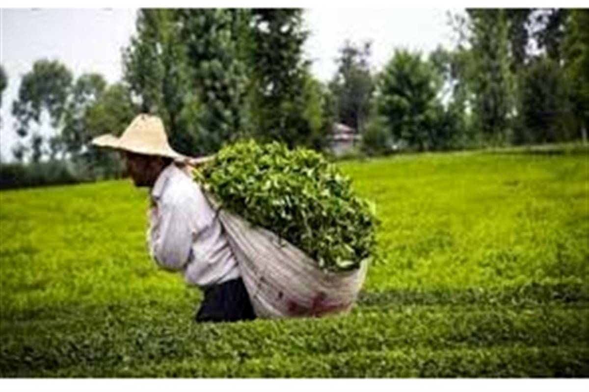 رقابت‌پذیری صنعت چای ایرانی با اقدامات حمایتی دولت افزایش یابد