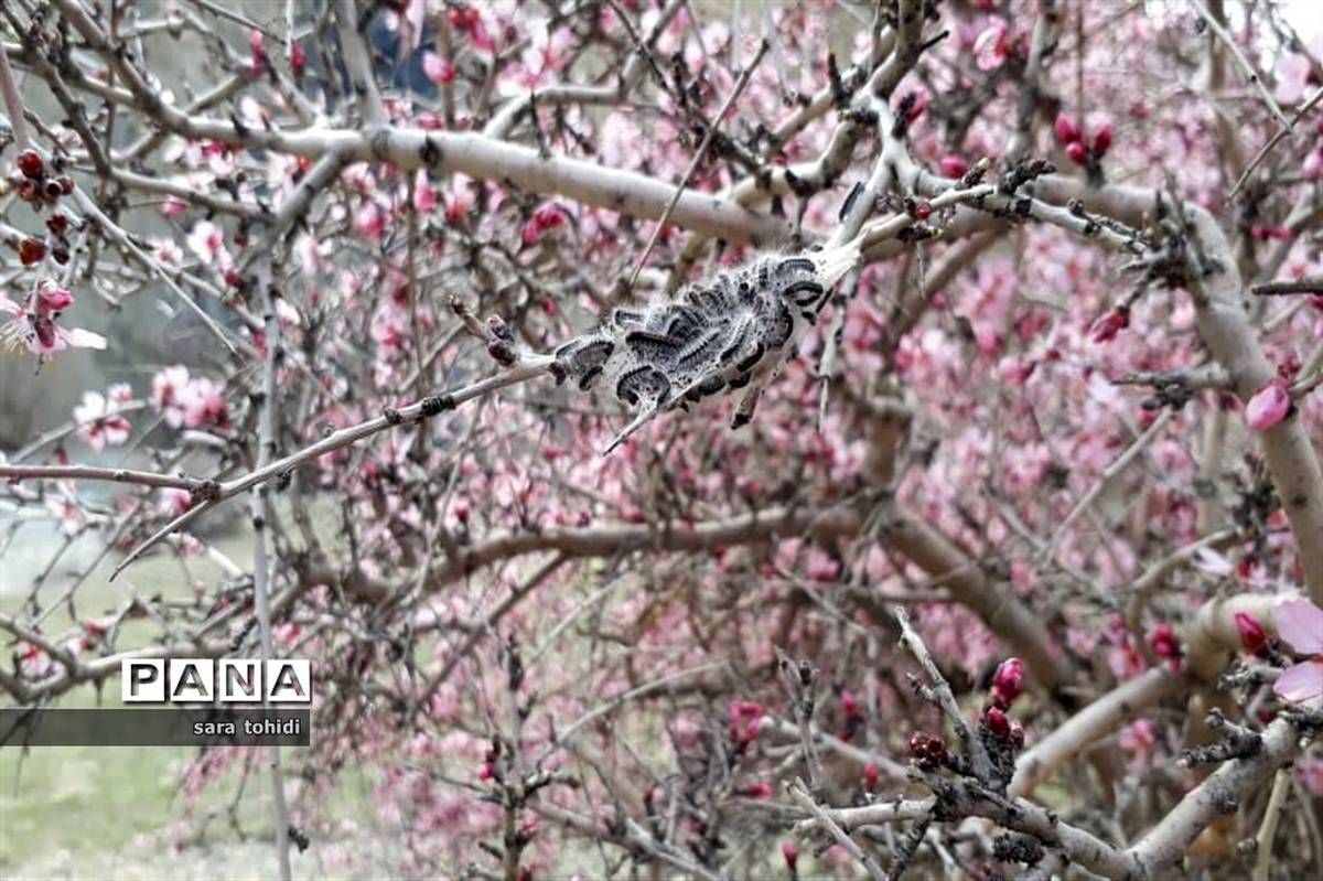 طبیعت زیبای فریدونشهر در استان‌اصفهان