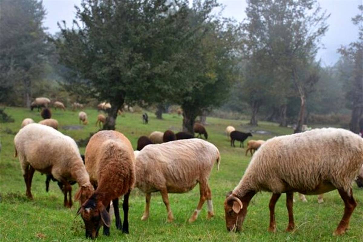 کمبود زمین از موانع توسعه دامداری صنعتی گیلان