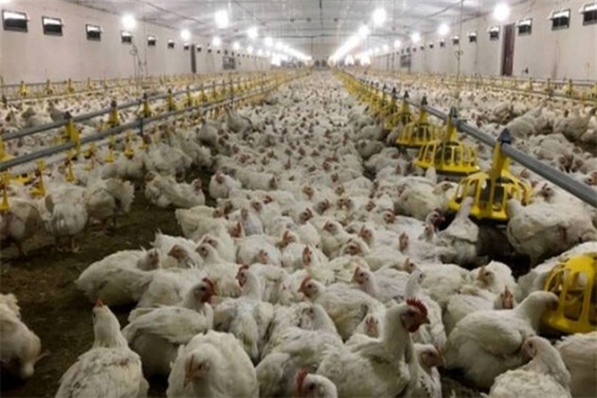 ۶۰ تن گوشت مرغ در شهرستان هامون تولید شد 