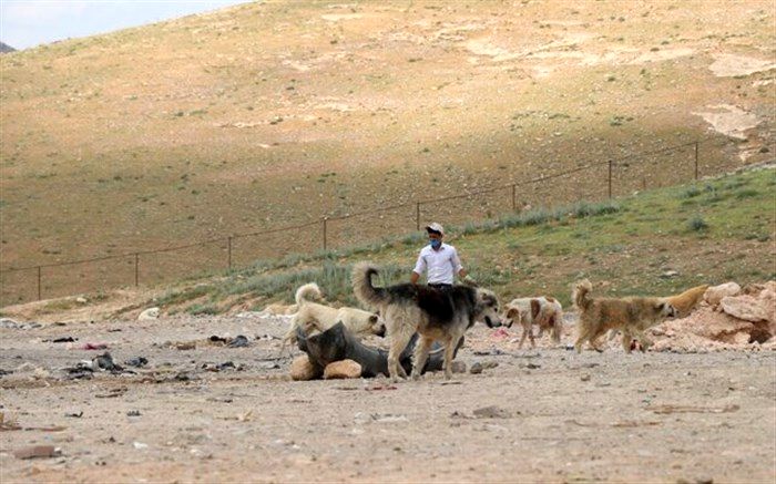 ساماندهی سگ‌های ولگرد در زیستگاه گونه‌ در معرض انقراض «میش‌مرغ»