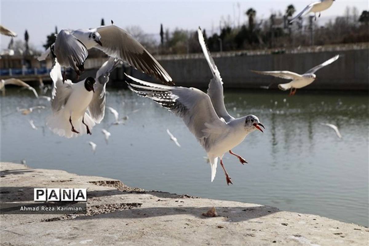 شناسایی و ثبت ٢١٠ گونه پرنده در شهر تهران