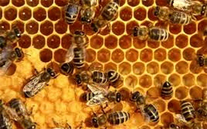 پیشنهاد اختصاص ۵۸۵۰ میلیارد تومان اعتبار به صنعت زنبورداری
