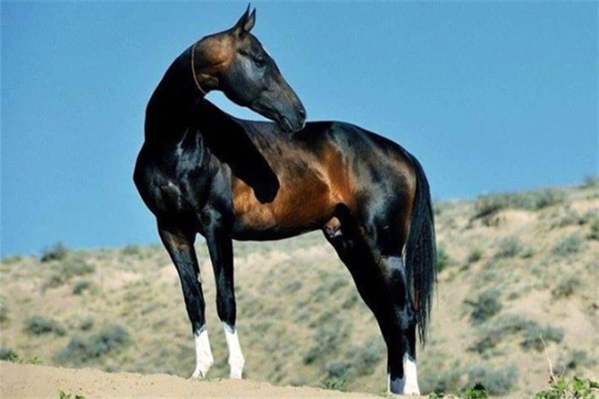 تنها گونه اصیل اسب‌های ترکمن متعلق به ایران است