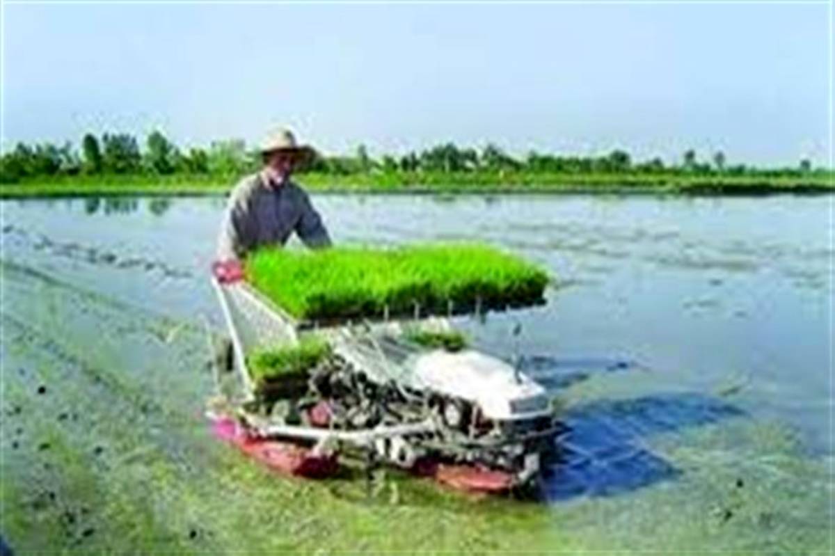 افزایش ۳۴ درصدی واردات برنج در سال جاری