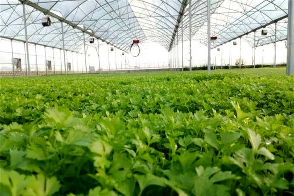 فاز یک گلخانه صنعتی تولید نشای سبزی و صیفی در نیشابور افتتاح شد