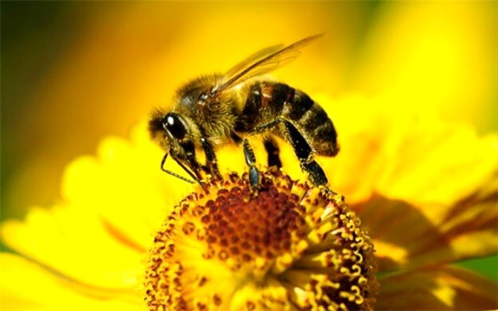 چگونه زنبورها از حشره‌کش‌ها در امان  می‌مانند؟