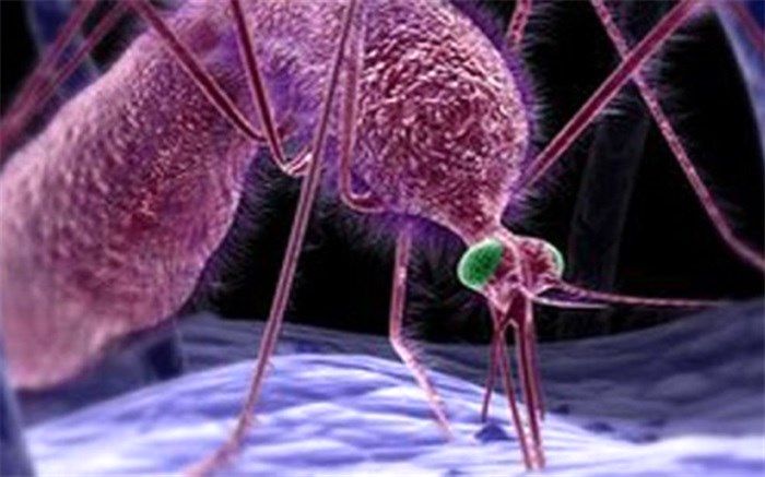چرا سیستم ایمنی بدن افراد واکنش‌های متفاوتی در برابر انگل مالاریا دارد؟