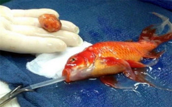 جراحی ماهی قرمز مبتلا به سرطان!