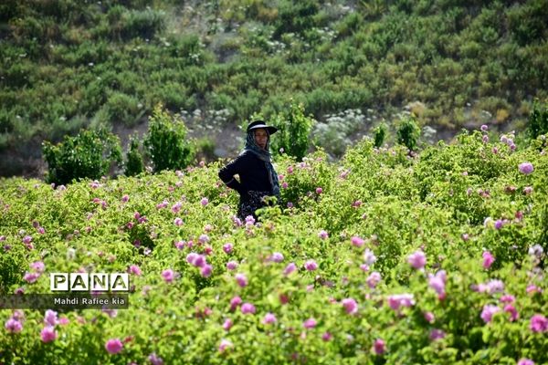 کشت گل‌های محمدی بر فراز کوه کیامکی