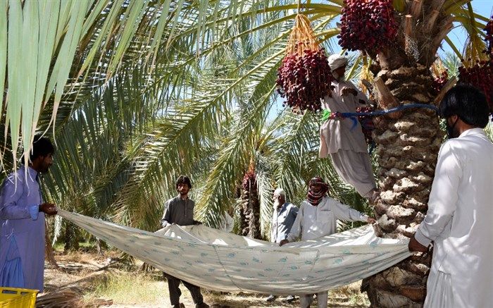 برداشت خرما از نخلستان‌های سیستان و بلوچستان آغاز شد