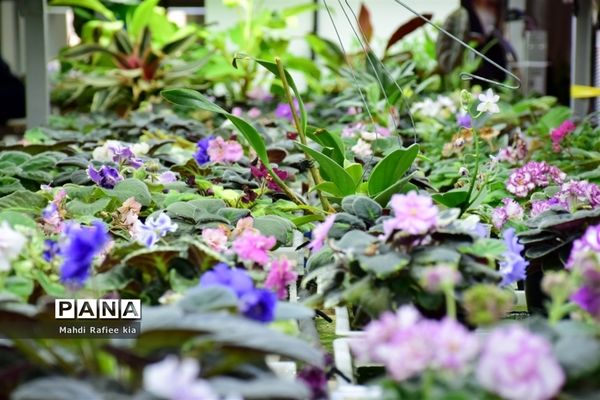 گلخانه گل‌های خانگی و تزئینی در مرند