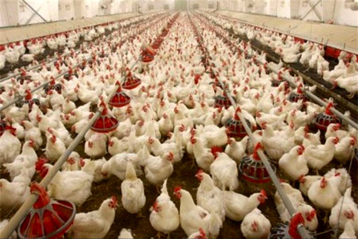تریاکی بودن مرغ‌ها در کشور صحت دارد؟