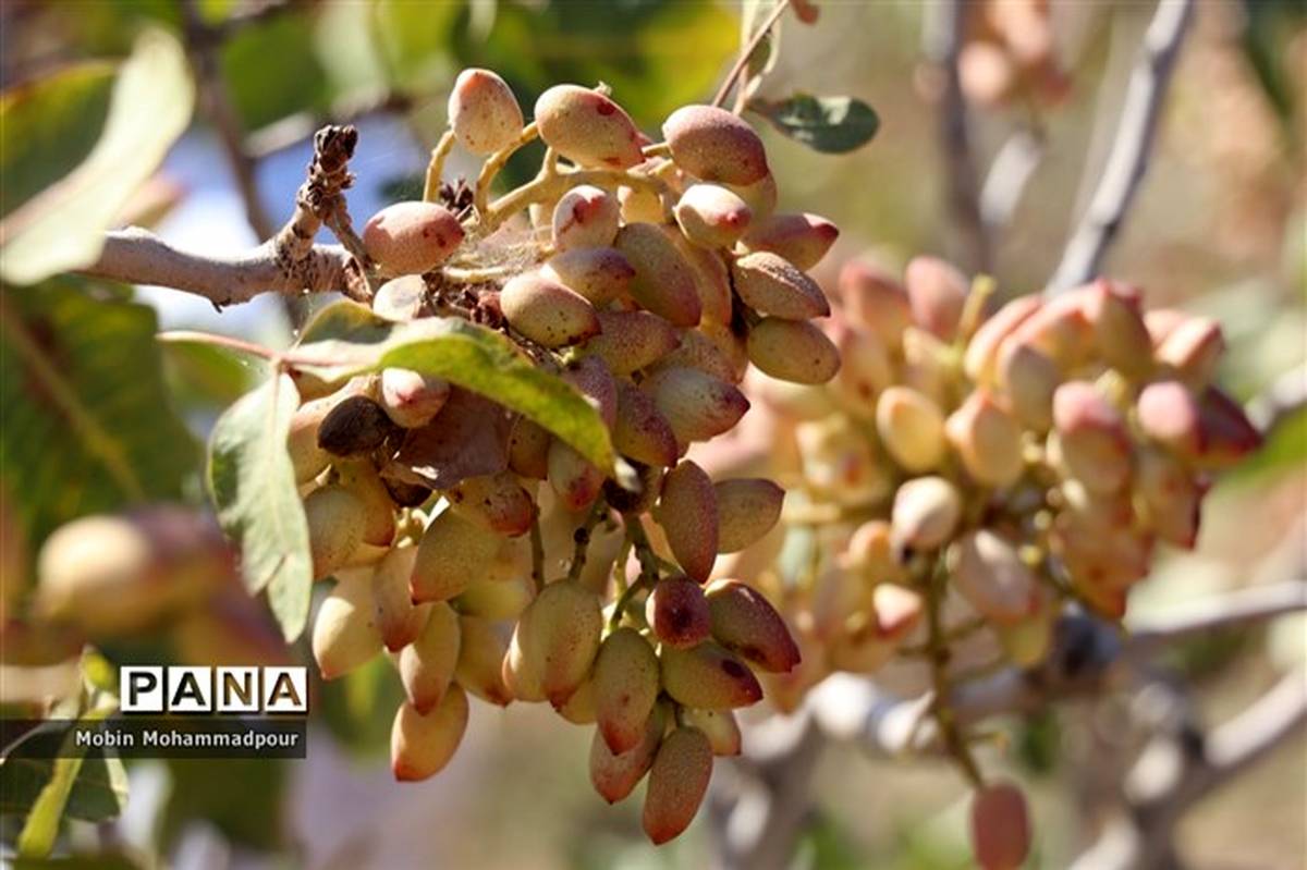 برگزاری اولین جشنواره پسته در بخش ایلخچی شهرستان اسکو