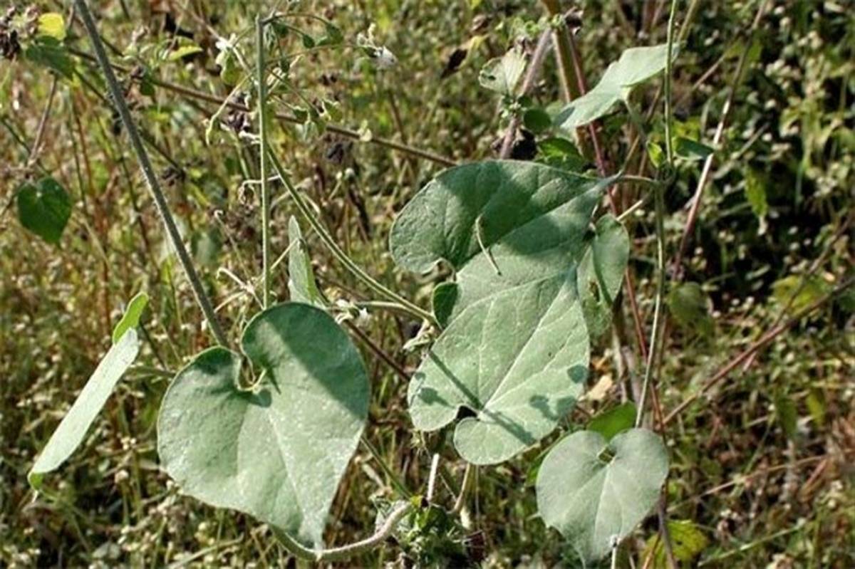با دفع کننده کرمهای انگلی بدن آشنا شوید