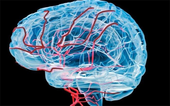 یافته‌های جدیدی از نقش سلول‌های ایمنی را در محافظت از مغز در برابر آلزایمر کشف شد
