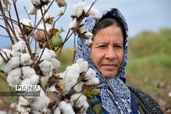 برداشت پنبه از مزارع خدا آفرین