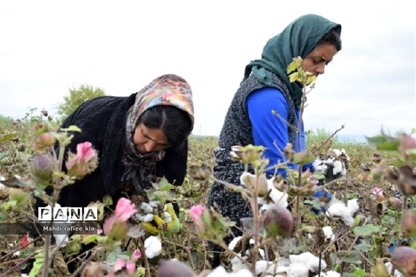 برداشت پنبه از مزارع خدا آفرین