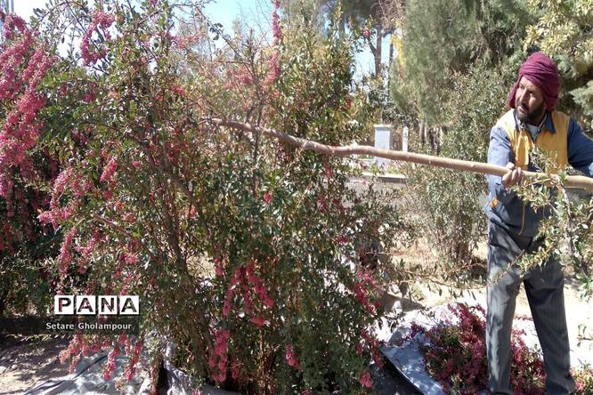 آغاز مراسم زرشک باز کنی در شهرستان درمیان خراسان جنوبی