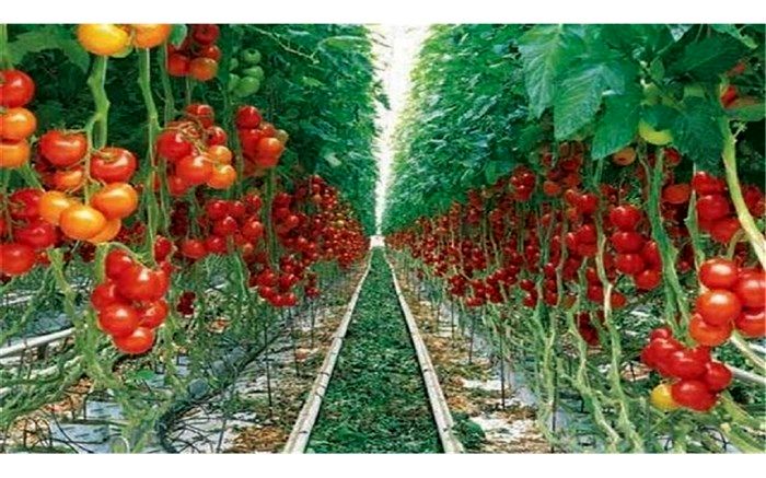 افزایش ۲۵ درصدی تولید محصولات باغی در کشت و صنعت مغان