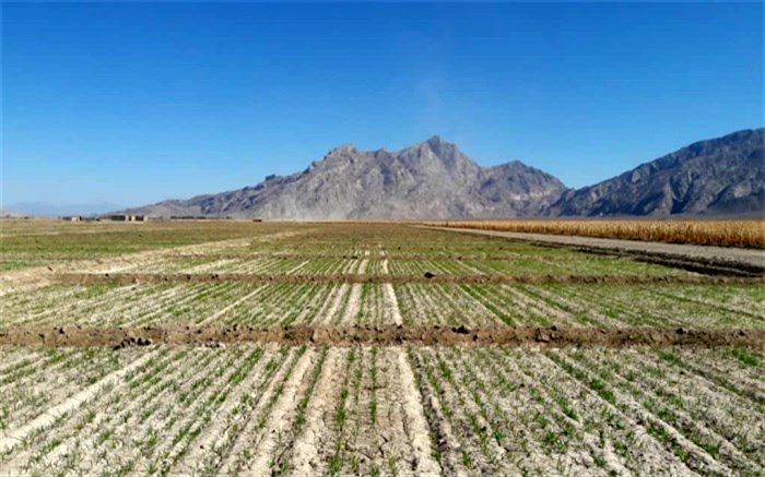 کشت گندم در سیستان و بلوچستان آغاز شد