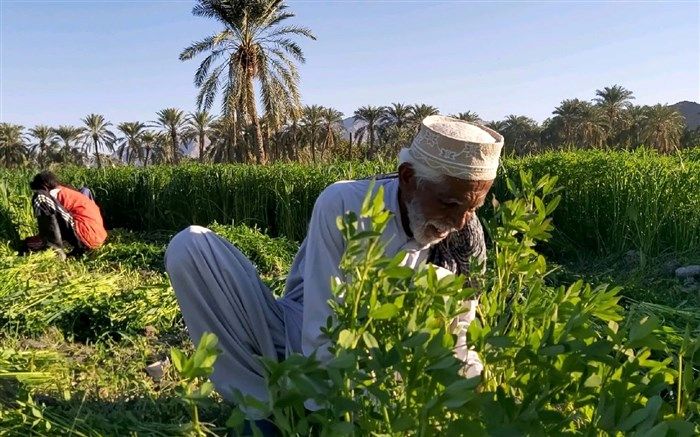 پیش‌بینی برداشت افزون بر 48 هزار تن علوفه خشک در سیستان و بلوچستان