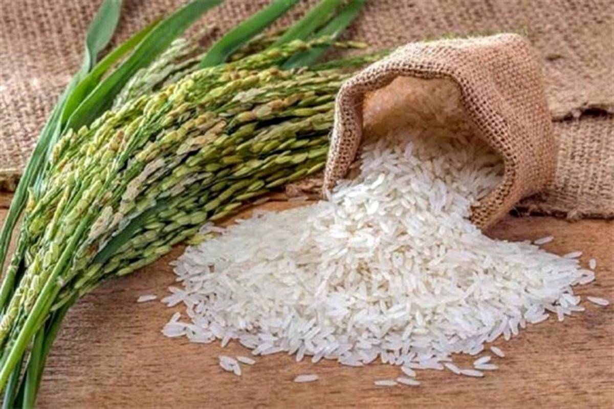 آزادسازی ۱۰۰ هزار تن برنج در گرو چیست؟