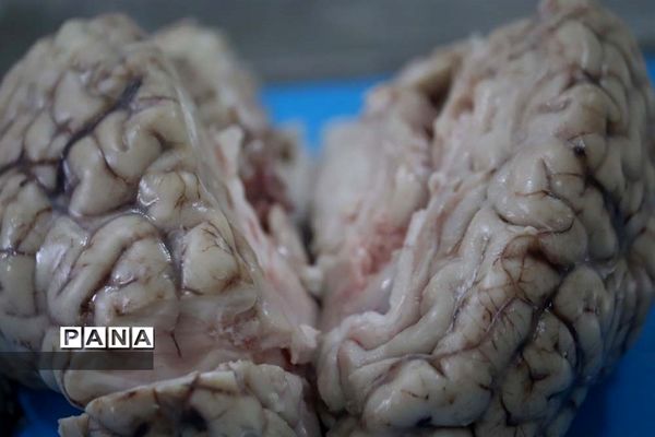 نکوداشت روز آزمایشگاه در پژوهش سرای جابر ابن حیان استان آذربایجان شرقی