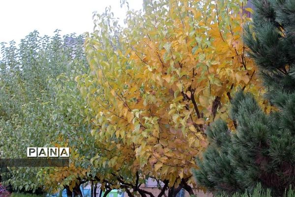 هوای بارانی  پاییز در پردیس