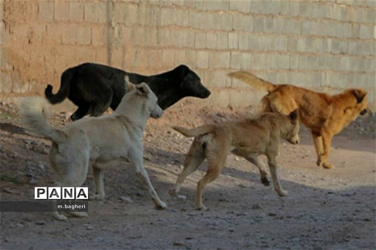 رد شایعات مطرح شده درباره نقاهتگاه سگ‌های بدون صاحب آرادکوه