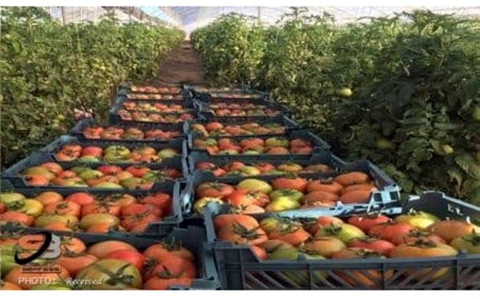 صادرات ١١٠ تن گوجه‌فرنگی تولیدی گلخانه‌های شهرستان خاش به خارج از کشور