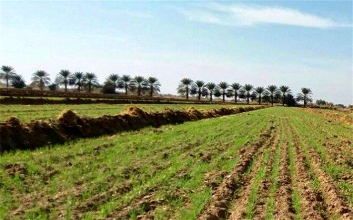 آغاز کشت پاییزه گندم در ایرانشهر