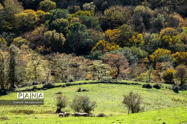 طبیعت پاییزی دودانگه ساری
